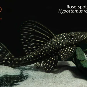 Rose-spotted Pleco (Hypostomus roseopunctatus)