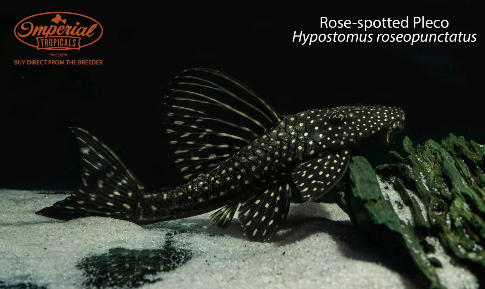 Rose-spotted Pleco (Hypostomus roseopunctatus)