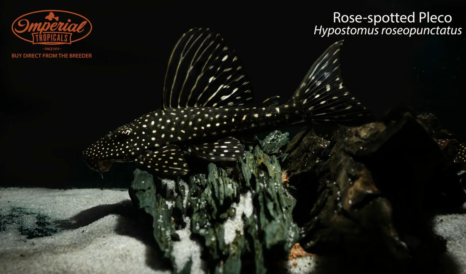 Rose-spotted Pleco (Hypostomus roseopunctatus) - Image 2