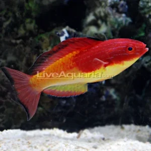 Rosy Fin Fairy Wrasse