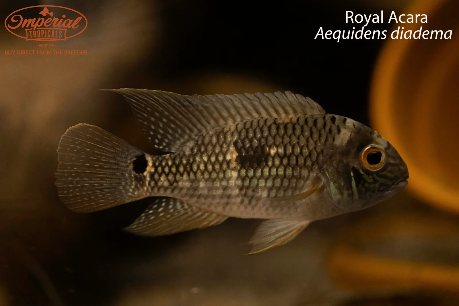 Royal Acara - Image 2