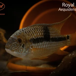 Royal Acara
