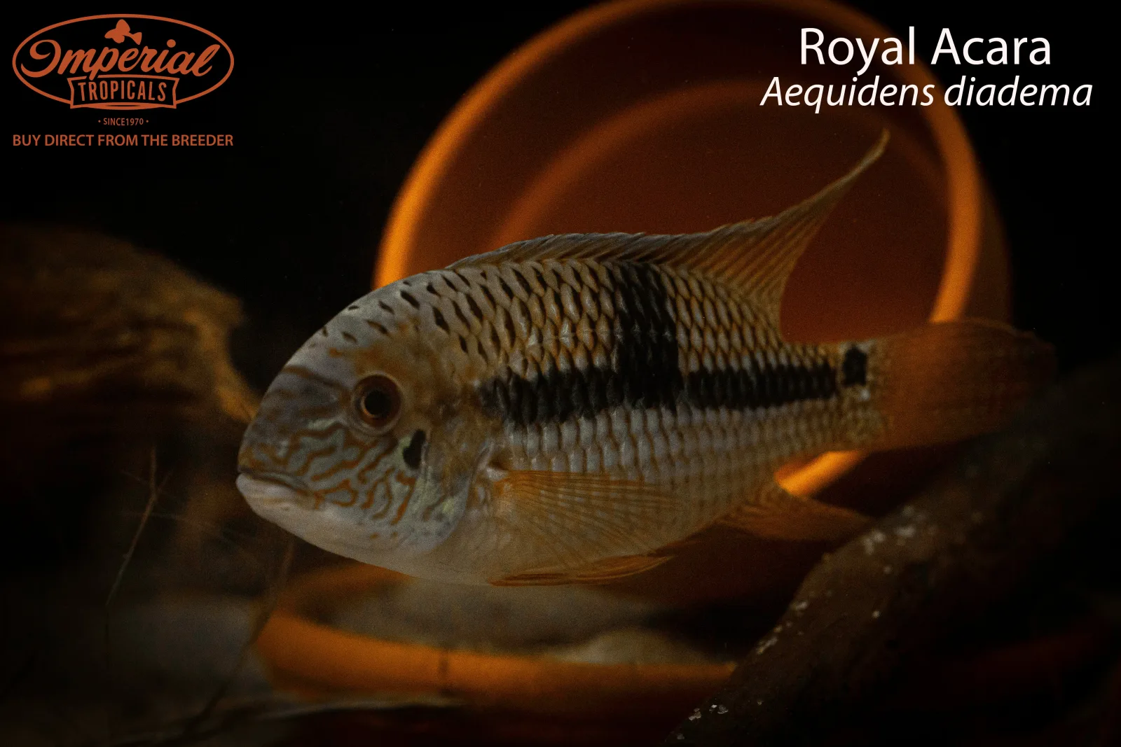 Royal Acara