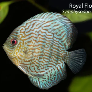 Royal Flora Discus