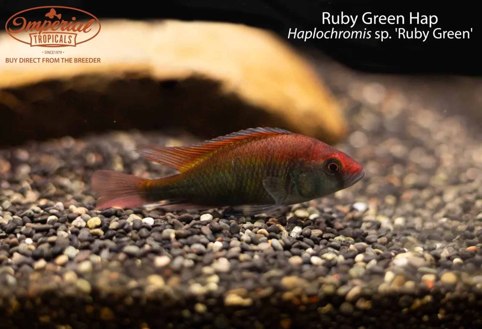 Ruby Green Hap (Haplochromis sp. 'Ruby Green') - Image 2