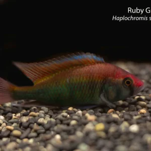 Ruby Green Hap (Haplochromis sp. 'Ruby Green')