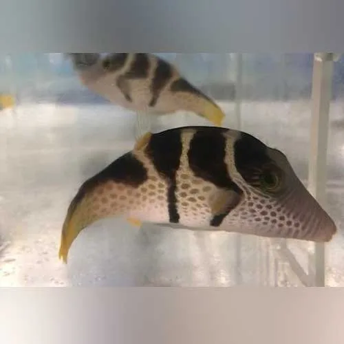 Saddle Valentini Puffer - Image 2