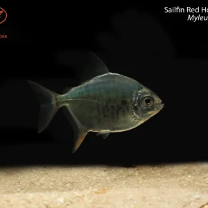 Sailfin Red Hook Silver Dollar (Myleus setiger)