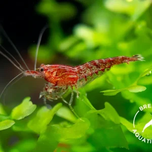 Sakura Red Cherry Shrimp (Neocaridina davidi), Bredby: Aquatic Arts