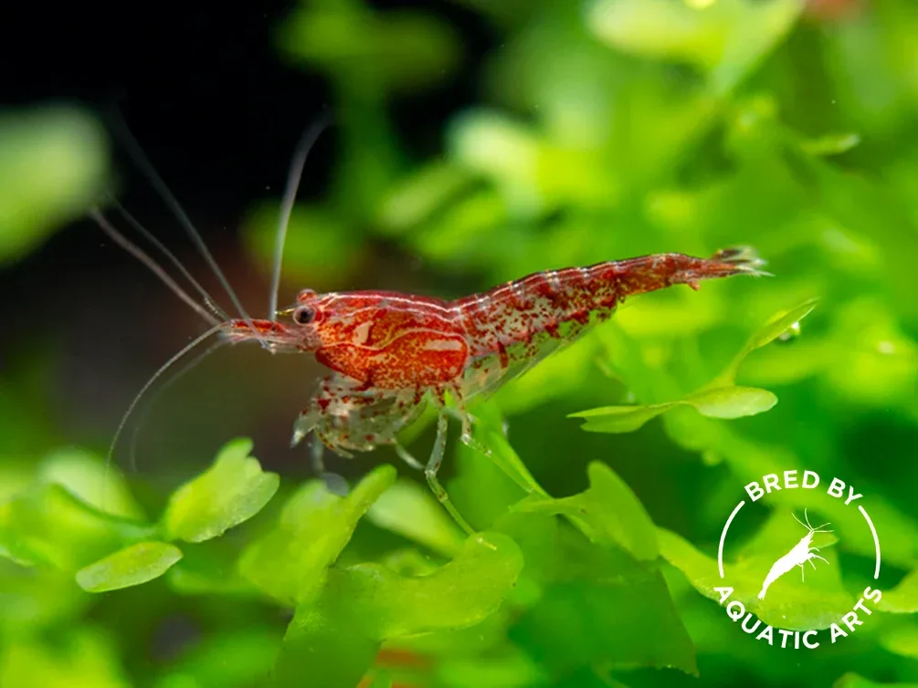 Sakura Red Cherry Shrimp (Neocaridina davidi), Bredby: Aquatic Arts