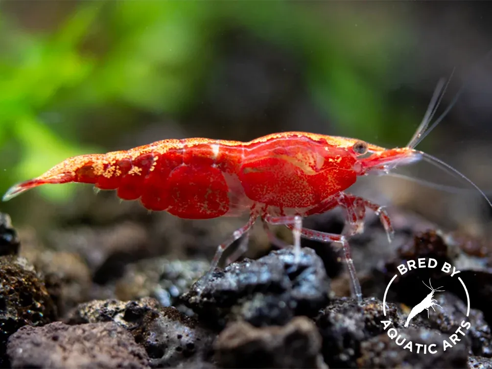 Sakura Red Cherry Shrimp (Neocaridina davidi), Bredby: Aquatic Arts - Image 2