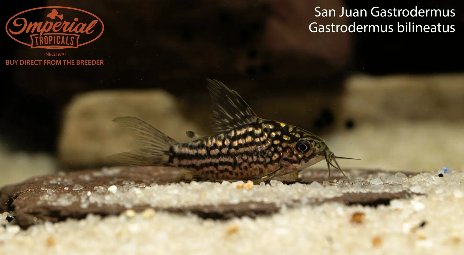 San Juan Gastrodermus - Image 2