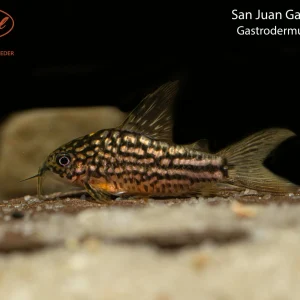 San Juan Gastrodermus