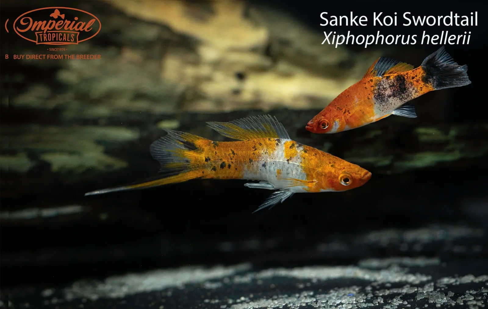 Sanke Koi Swordtail - Image 2