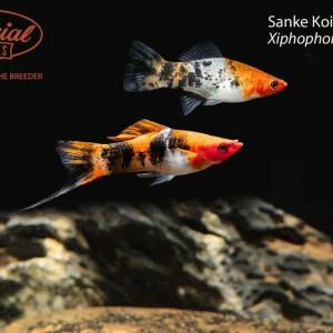 Sanke Koi Swordtail