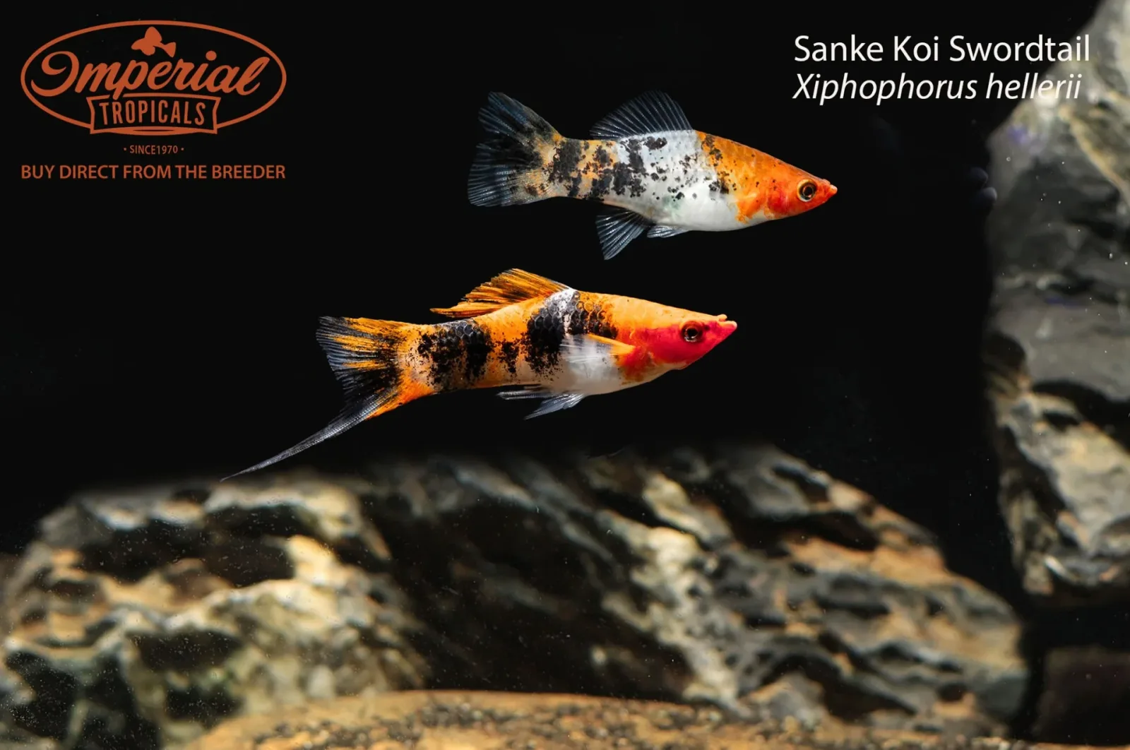 Sanke Koi Swordtail
