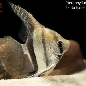 Santa Isabel Angelfish