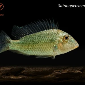 Satanoperca mapiritensis