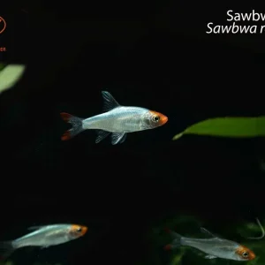 Sawbwa Barb (Sawbwa resplendens)