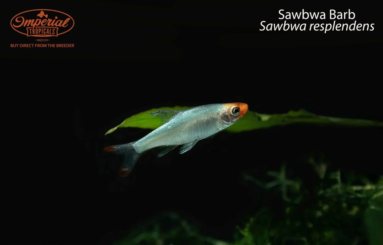 Sawbwa Barb (Sawbwa resplendens) - Image 2