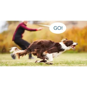 Say WHAT? The What, Which, Why, Where & How of Verbal Directional Cues In Agility