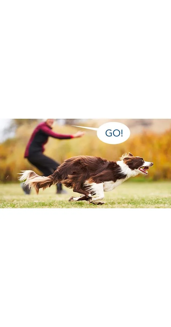 Say WHAT? The What, Which, Why, Where & How of Verbal Directional Cues In Agility
