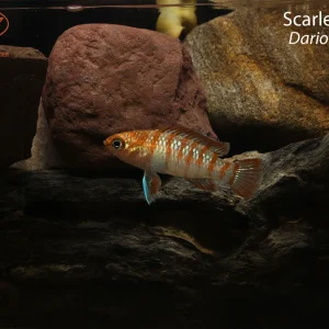 Scarlet Badis