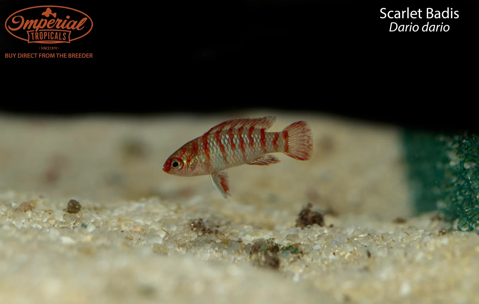 Scarlet Badis - Image 2