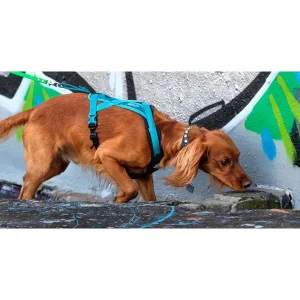 Scentsational Strength: Canine Fitness Training to Build Power Behind the Nose