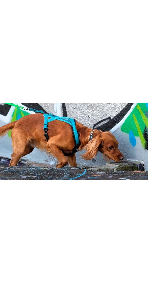 Scentsational Strength: Canine Fitness Training to Build Power Behind the Nose