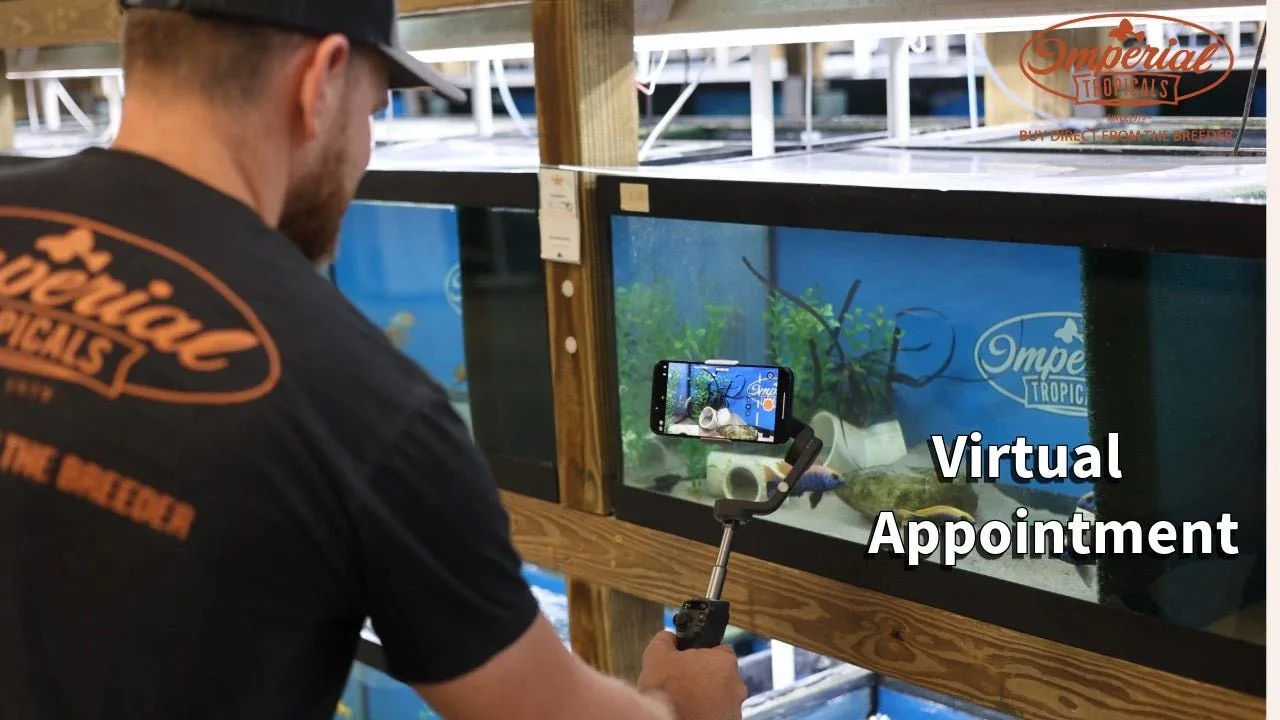 Schedule Virtual Appointment