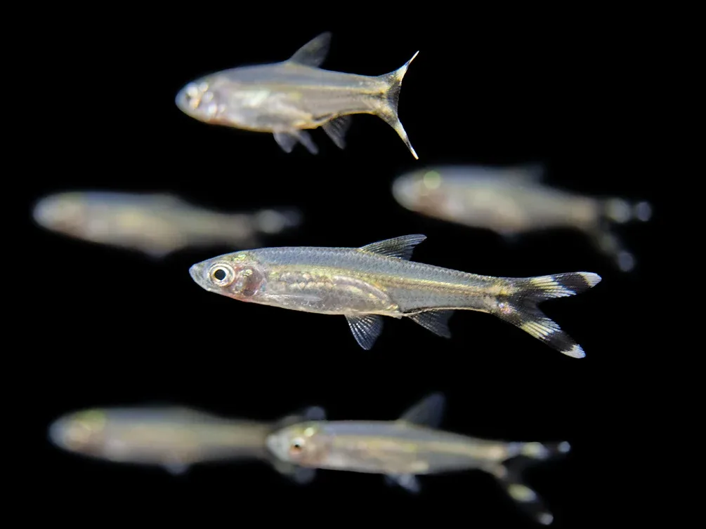 Scissortail Rasbora (Rasbora trilineata) - Tank-Bred! - Image 2