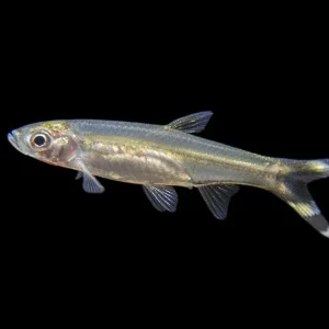 Scissortail Rasbora (Rasbora trilineata) - Tank-Bred!