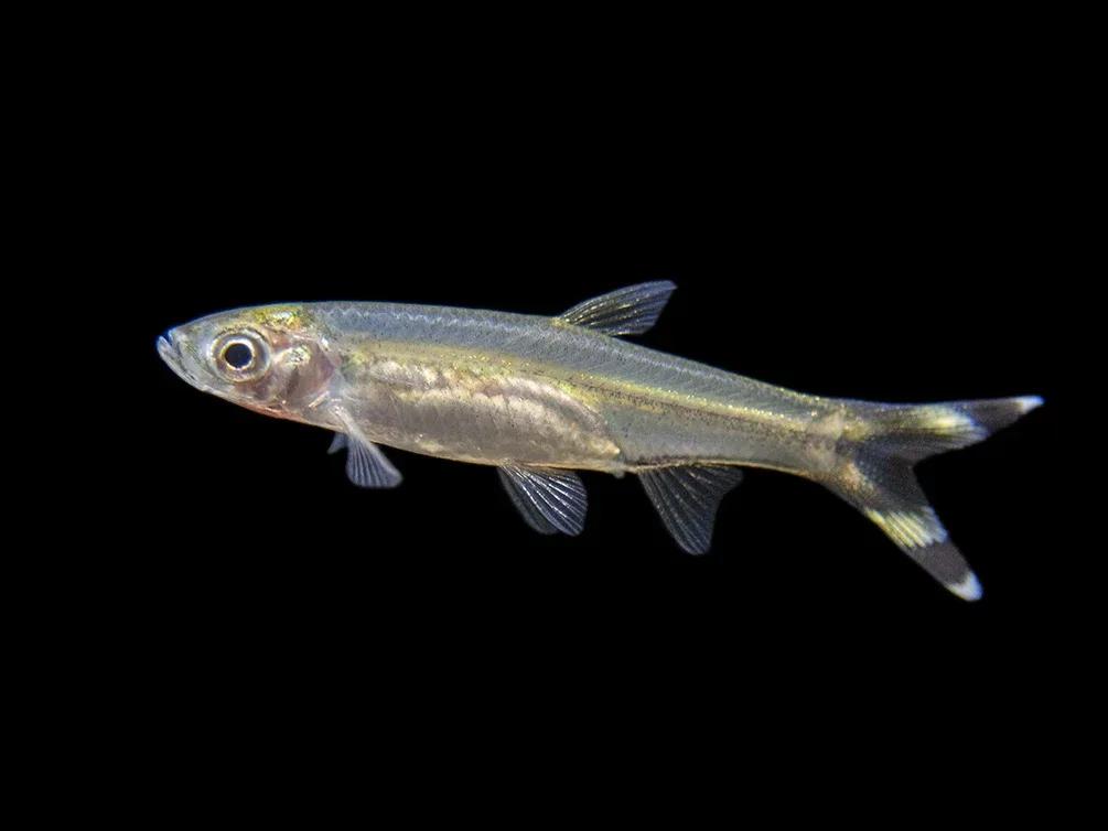 Scissortail Rasbora (Rasbora trilineata) - Tank-Bred!