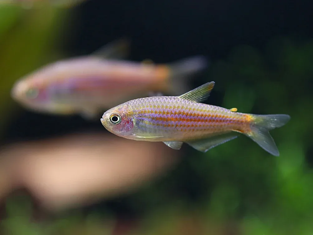 Scratched Inpa Tetra (Inpaichthys parauapiranga) – Tank Bred - Image 2