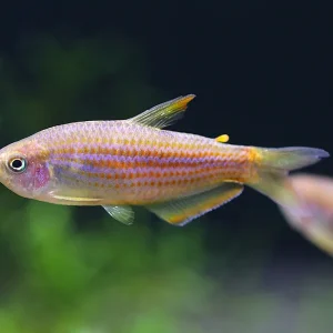 Scratched Inpa Tetra (Inpaichthys parauapiranga) – Tank Bred