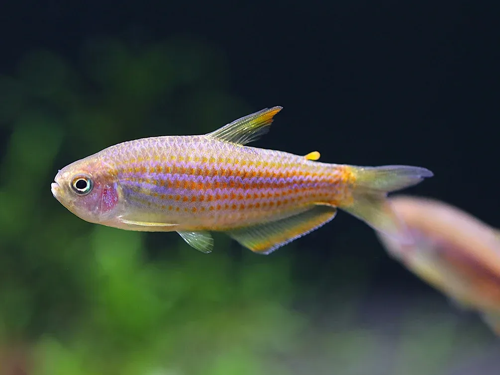Scratched Inpa Tetra (Inpaichthys parauapiranga) – Tank Bred