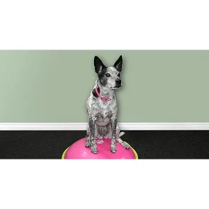 Senior Dog Fitness