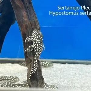 Sertanejo Pleco