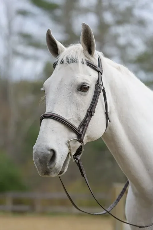 Shires Avignon Nashville Bridle - Image 2