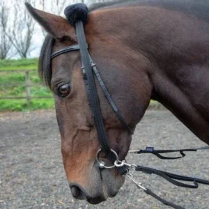 Shires Lunging Adapter