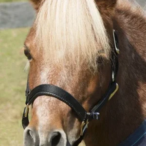 Shires Mini Topaz Halter