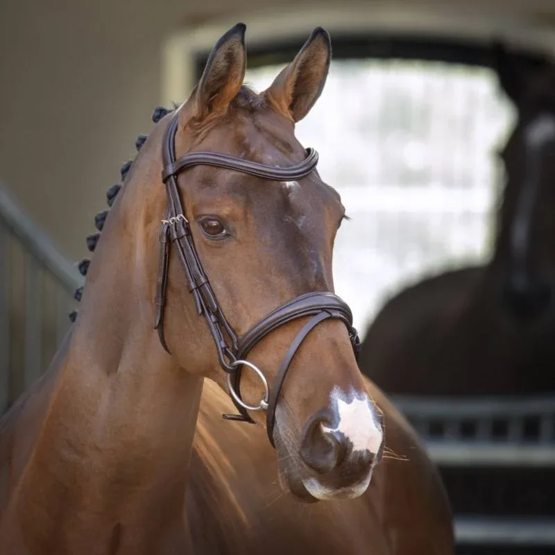 Shires Velociti Lusso Padded Raised Flash - Image 2