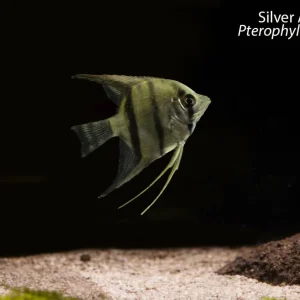Silver Angelfish