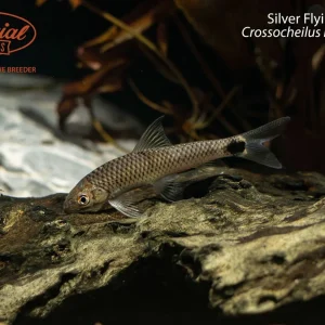 Silver Flying Fox (Crossocheilus reticulatus)