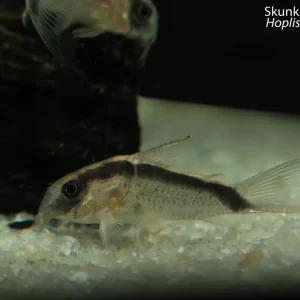 Skunk Hoplisoma (Hoplisoma granti)