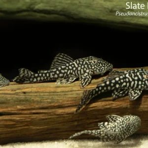 Slate Pleco
