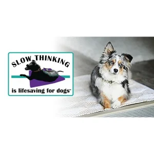 Slow Thinking Is Lifesaving for Dogs™: Why It's Important & How to Teach It