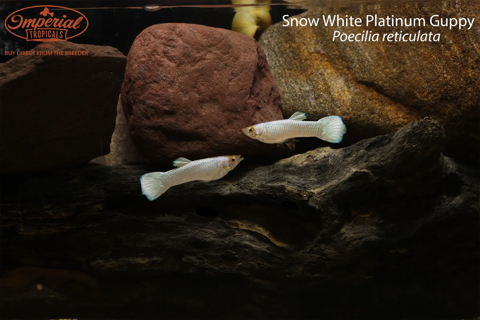 Snow White Platinum Guppy - Image 2