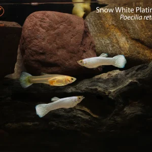 Snow White Platinum Guppy
